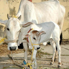 veterinary services 
