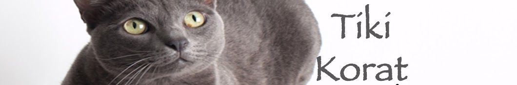 Tiki Korat Cat رمز قناة اليوتيوب