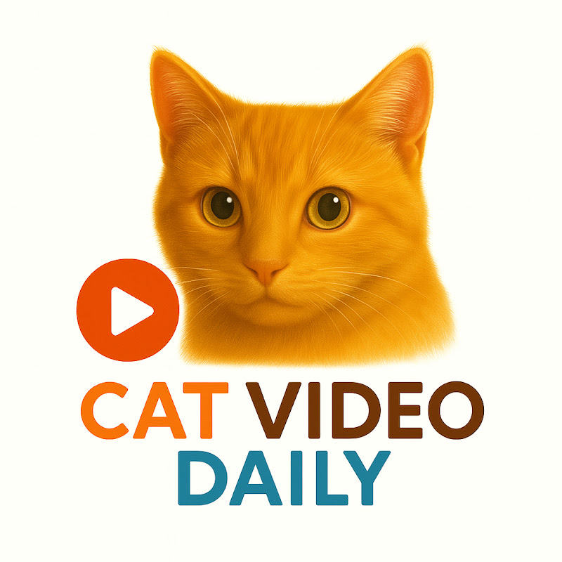 Cat Video Daily