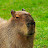 @Capybara2.0448