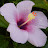 June hibiscus