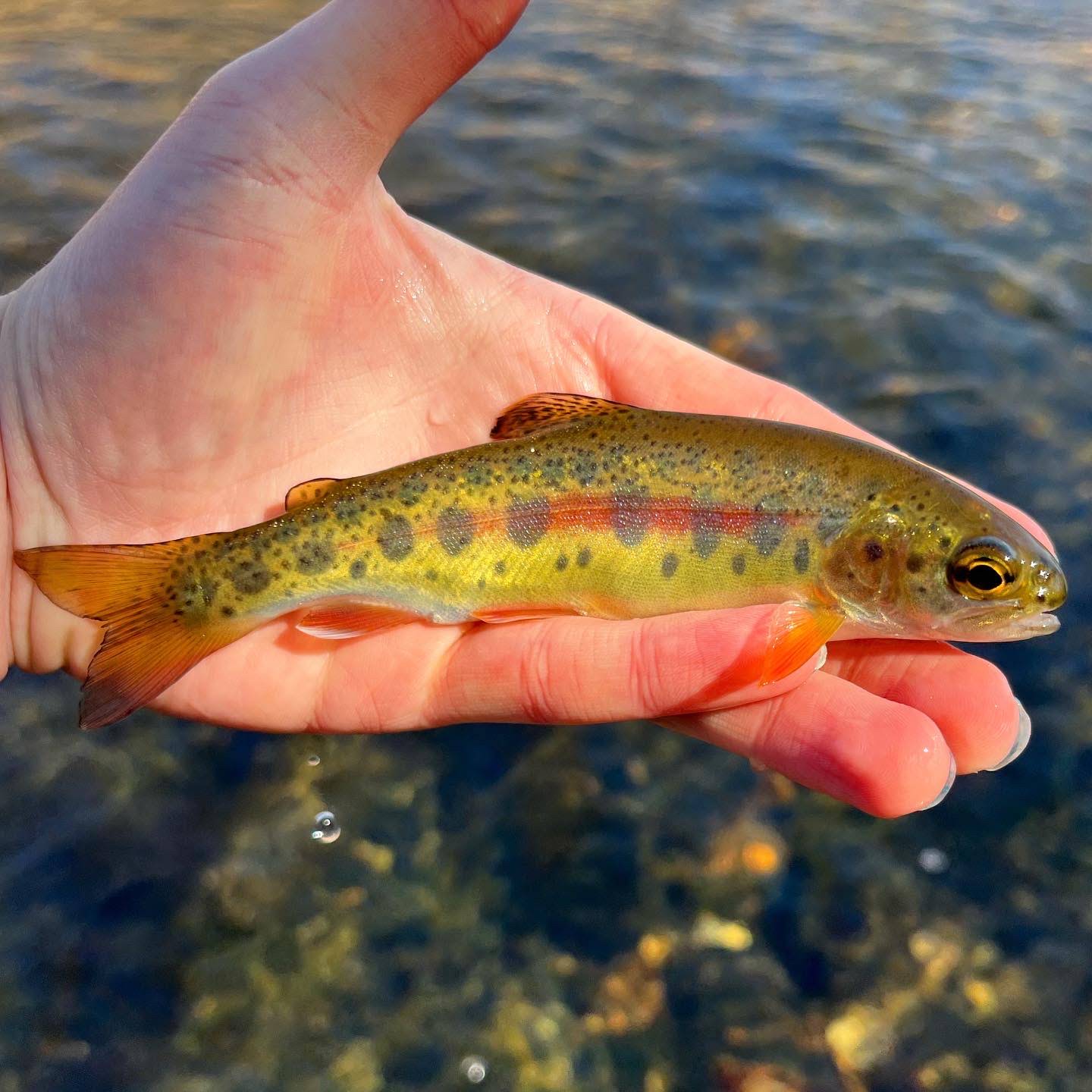Post from Femboy Fishing