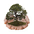 PrZBk64cebc-channel-avatar-Bearded Bonsai