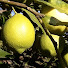 QEgGY0di2T4-channel-avatar-PLANTAS PESCARIA & VIOLÃO