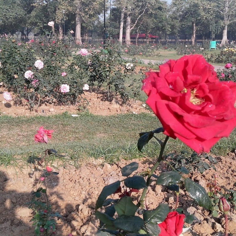 Ncr Banjara