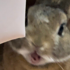 ねぎとろ