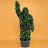 Bushman prank today 