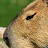 @Capybara.Robloxer