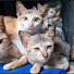 e8ulivE3NBA-channel-avatar-Cat at Countryside