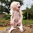 r4w9_Ykf2gQ-channel-avatar-Monkey Bibi