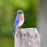 cz3xjJX0arM-channel-avatar-Bluebird Bricks