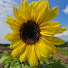 FlTW1qSjid0-channel-avatar-Morning Glory Studio