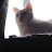 @Stepclaw8127 Avatar