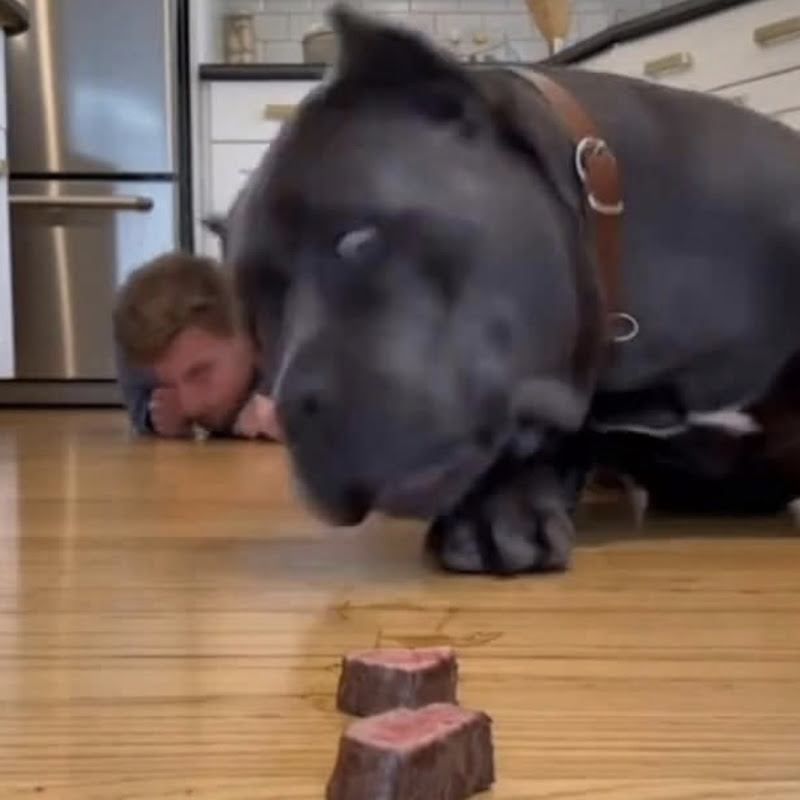 Dog or VACUUM CLEANER? 💨🐶