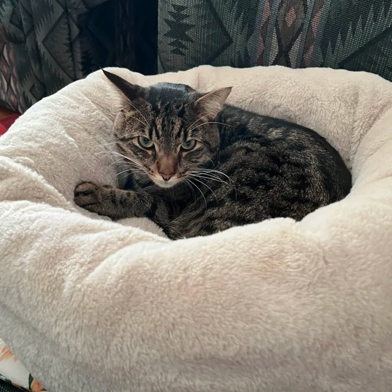 ᎮᏂᎥᏝᏝᏝᎥᎮ ᏁᎶᎧ (ᏇᏂᎧᏦᏁᎧᏇᏕ)