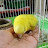 @cutebudgies5818