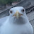 Angry Seagull