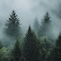 WSXgvQSwH7o-channel-avatar-Forest.4 | 사계절의 숲