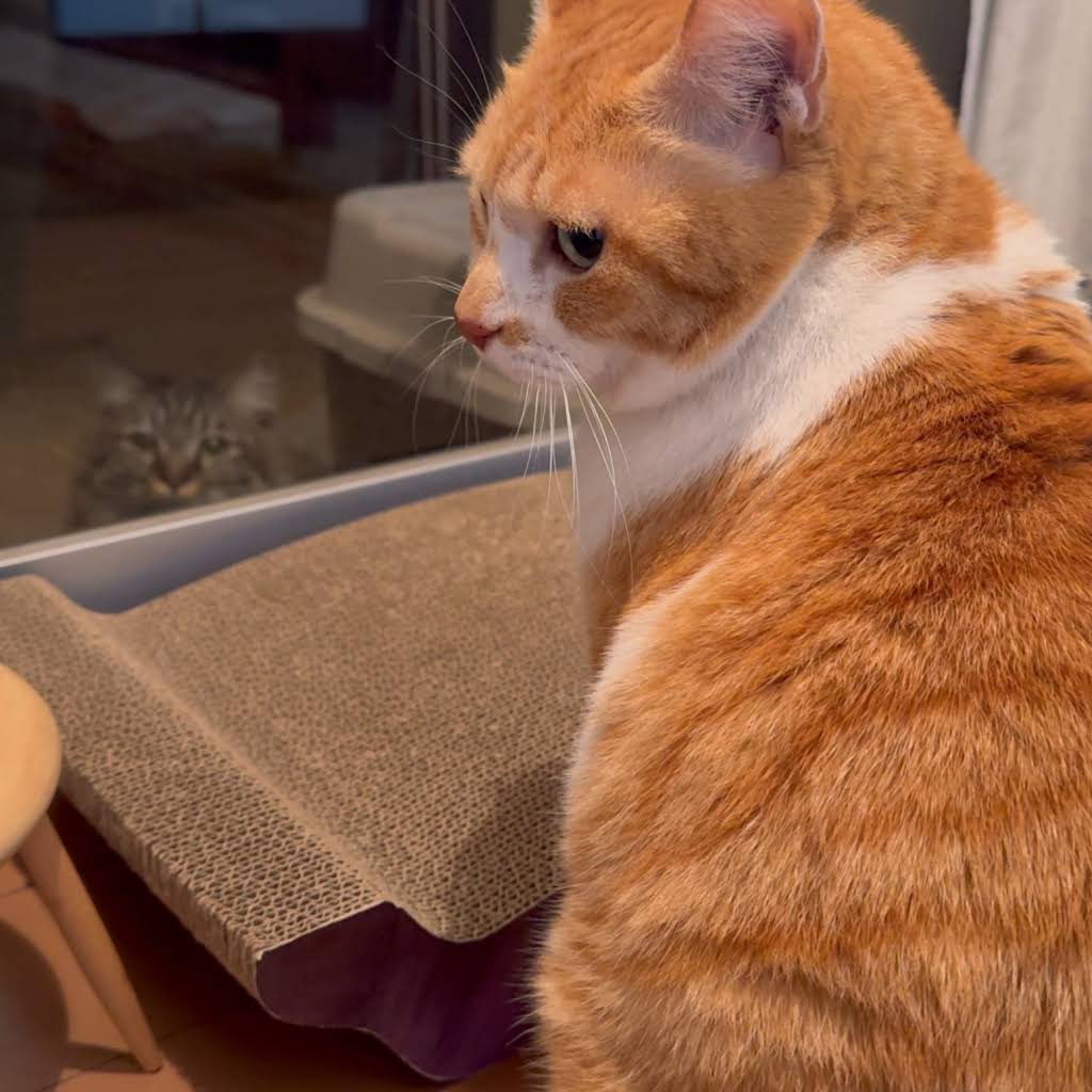 ChaCha: The Former Stray Cat - YouTube