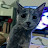 YouTube profile photo of @biscuitthecat3316