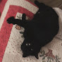 삼분묘리-고양이 음식 일상생활