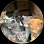 RIGHTS CATS RESCUE SHELTER logo
