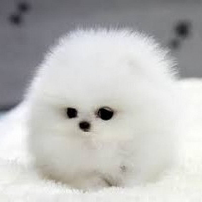 SIMON Kitchen: Food from the South Logo