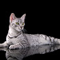 Silver Hathor - Egyptian MAU logo