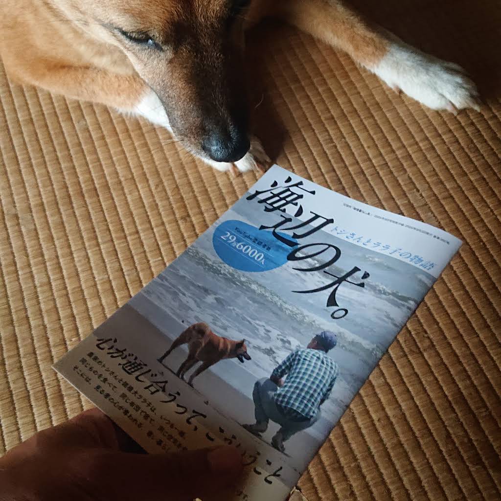海辺の犬。トシさんとララ子の物語 海辺の犬。 トシさんとララの物語 通販｜セブンネットショッピング