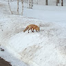 Автор