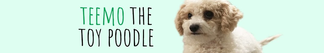 Teemo the Toy Poodle YouTube channel avatar
