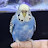 @Me-and-my-budgies-duh