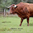 vLVxb0dv5vk-channel-avatar-Abdul Rauf cattle farm 