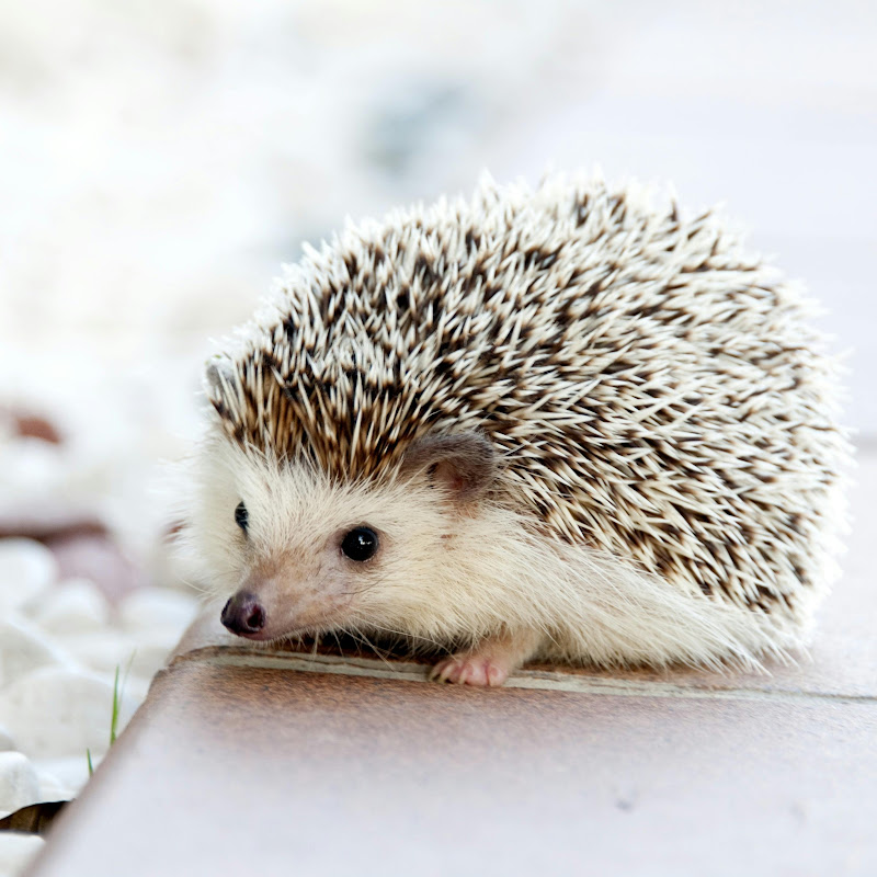 Animalfacts101 icon