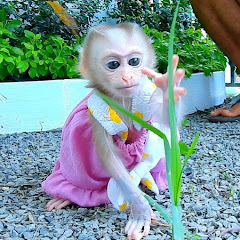Monkey Polee And Monkey Julie Avatar