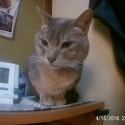 パツキンT V