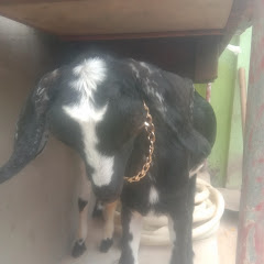 animal lover boy 