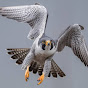 Peregrine falcon

 logo