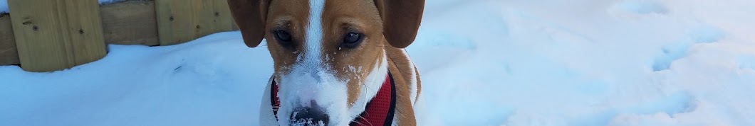 Jack Russell Terrier YouTube 频道头像
