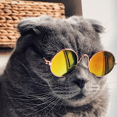 つゆだく猫