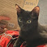 P-dyviGOI08-channel-avatar-Yt.Corzon