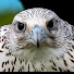 l7P3dqQikwg-channel-avatar-Hawk Riders