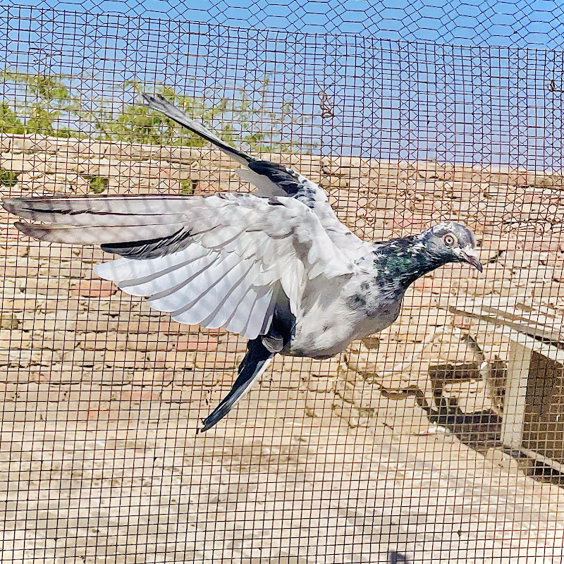 Dhilyare Pigeons