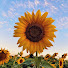 6ulc4GcLCH8-channel-avatar-Shine Sunflower TV