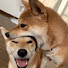 F6wkJ-vezIY-channel-avatar-Cute Pet Pranks