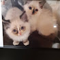 Daisy & Lacy Ragdoll Cats - @tera975 YouTube Profile Photo