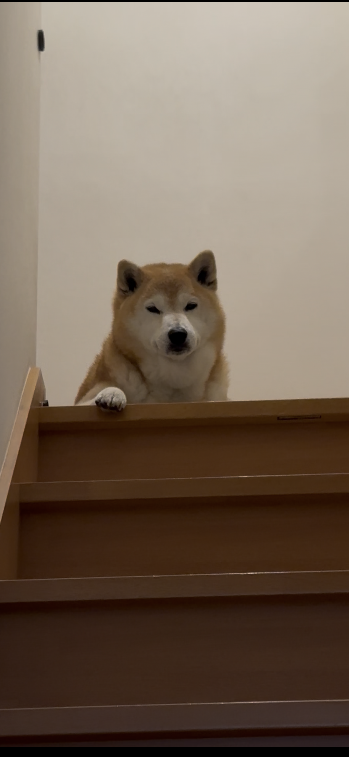 柴犬くうちゃん様 YouTube