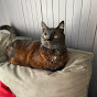 catmum3727