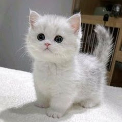 野良子猫アイコン画像