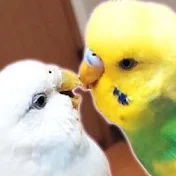ひーはくちゃんねる